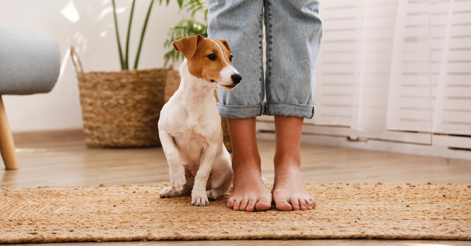 A Dog's Point of View Why Does My Dog Sit on My Feet?